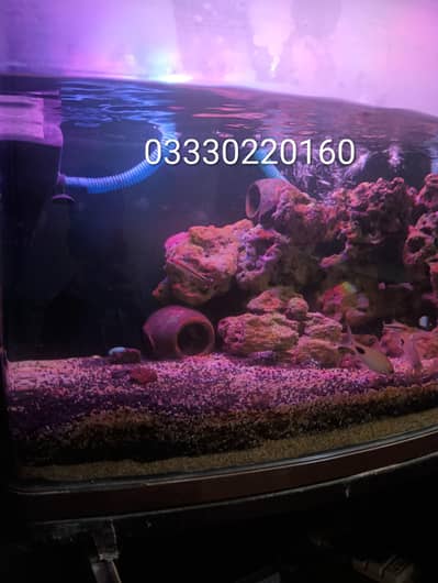 compelet planted aqurium for sale