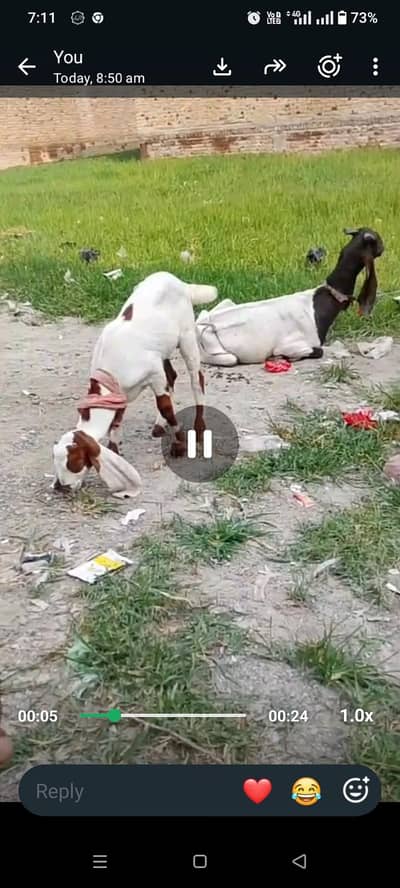 03139955141 kamori achi nasl ki bakri dudh 3pao Dene Wali