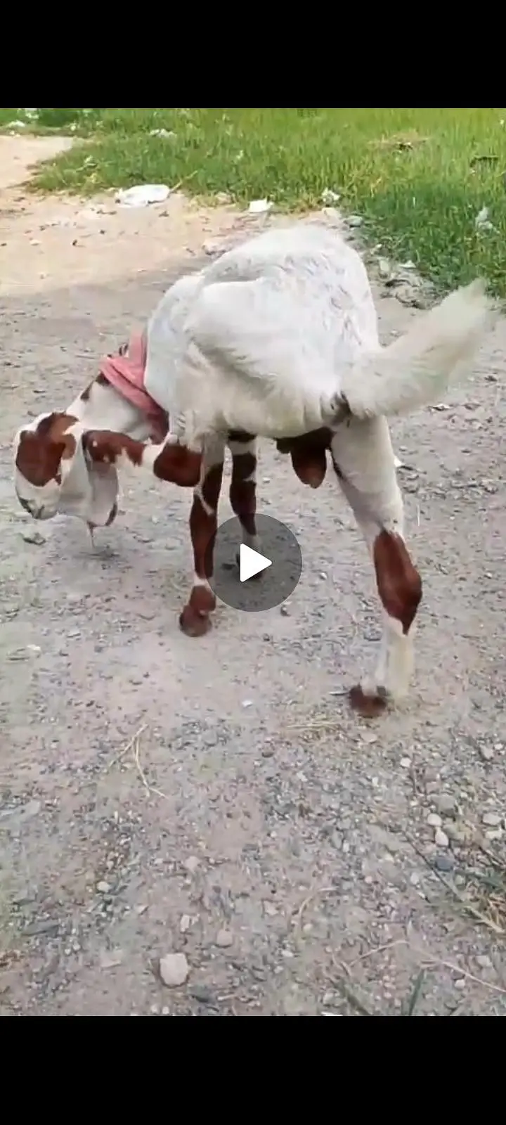 03139955141 kamori achi nasl ki bakri dudh 3pao Dene Wali — photo 5