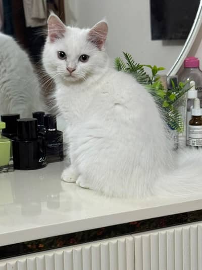 Persian Doll Face Kittens