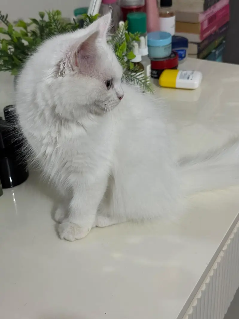 Persian Doll Face Kittens — photo 9