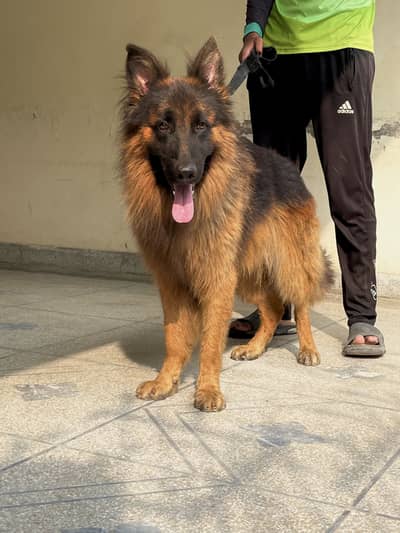 Pink pedigree Long Coat Male For sale
