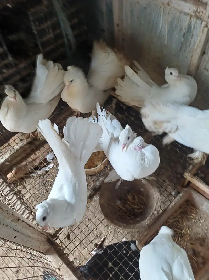 lakka kabotar for sale — photo 2