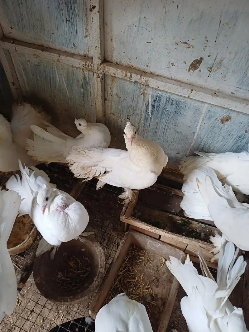 lakka kabotar for sale — photo 3