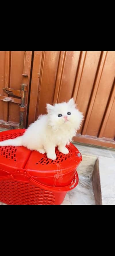 persian cat for sale