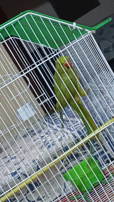 parrot