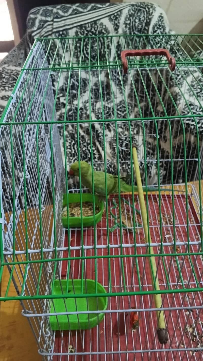 parrot 1