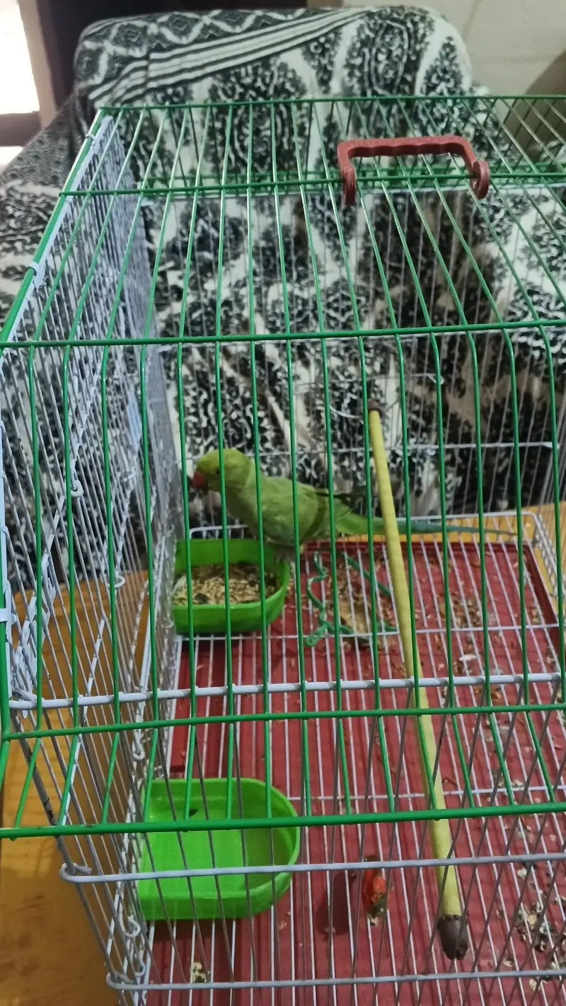 parrot — photo 2