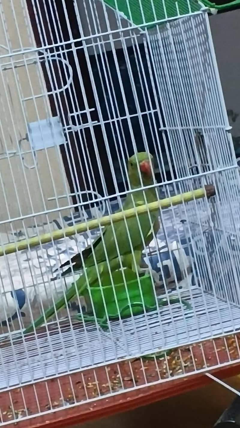 parrot 2