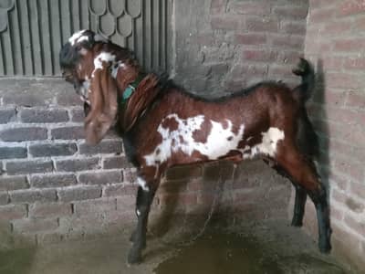 Nagra daba 6 dant male full ective and charu