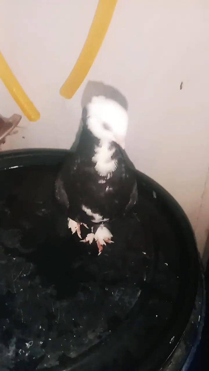 karbalai 5
