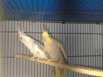 breeder cocktail pairs for sale