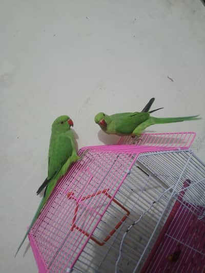 for sale