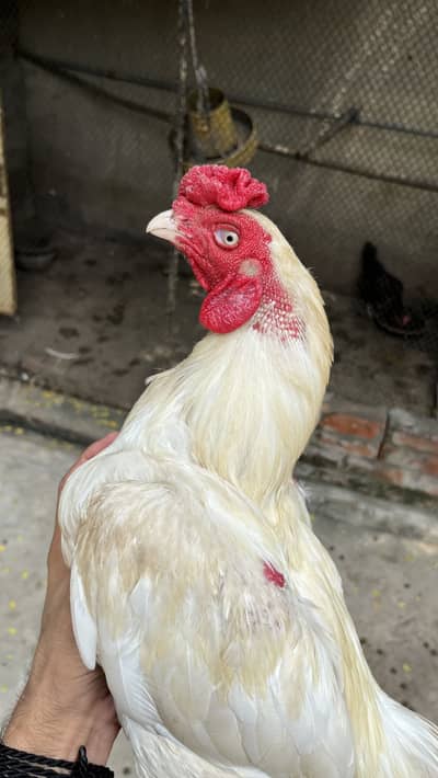 Aseel Heera Murga 1.5 year age