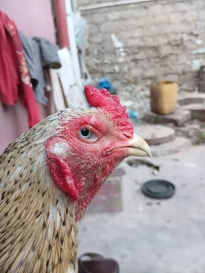 aseel murga for sale