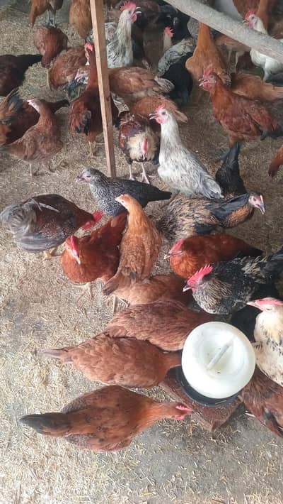 golden Misri Males for Sale