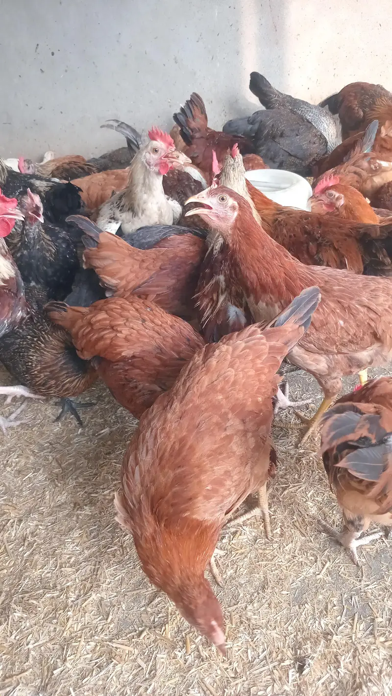 golden Misri Males for Sale — photo 2