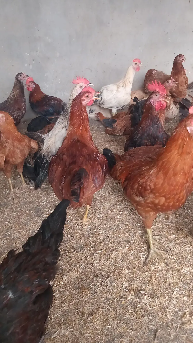 golden Misri Males for Sale — photo 3