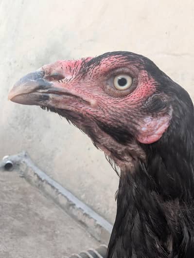 Black mushki Madi