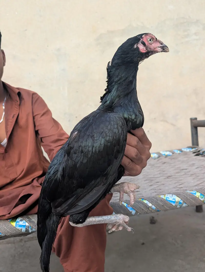 Black mushki Madi — photo 2