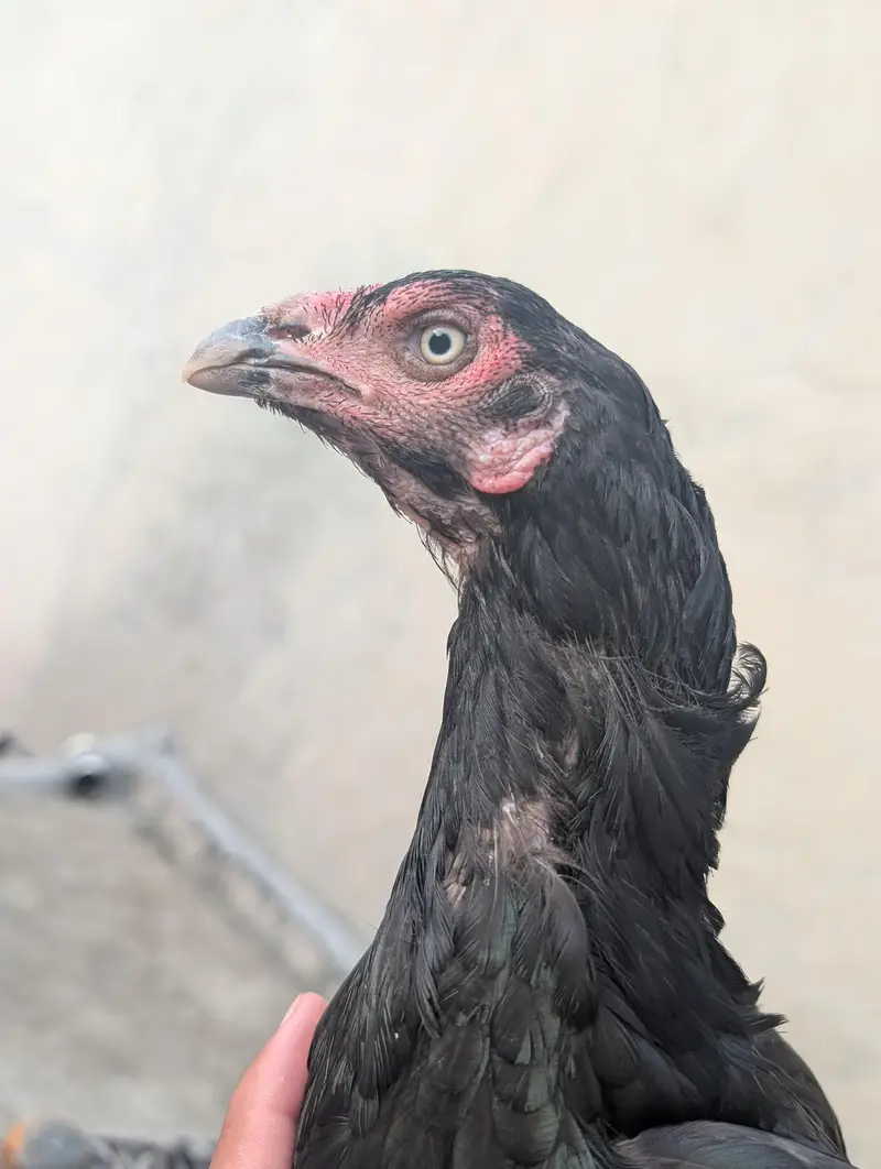 Black mushki Madi — photo 3
