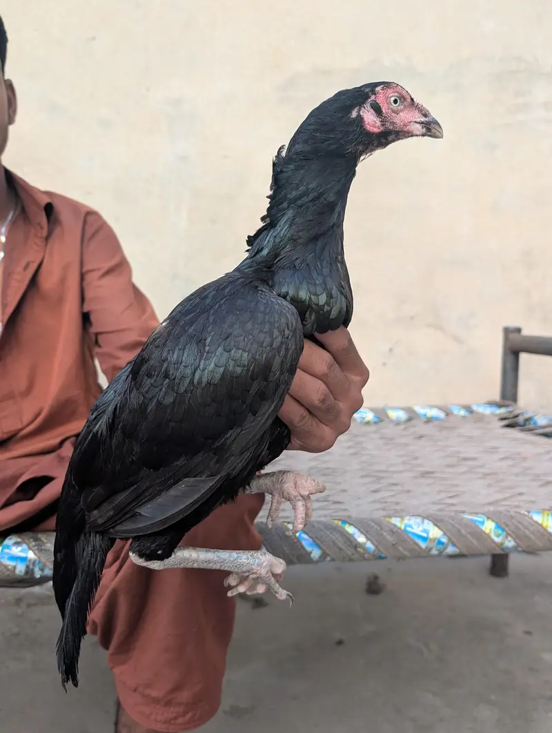 Black mushki Madi — photo 4