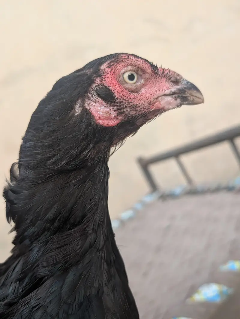 Black mushki Madi — photo 5