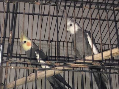 Cocktail pair