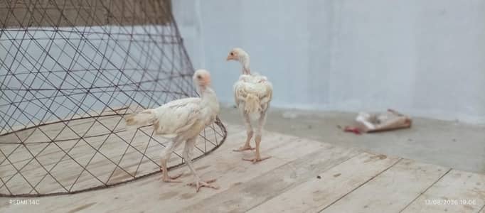 heera aseel chicks