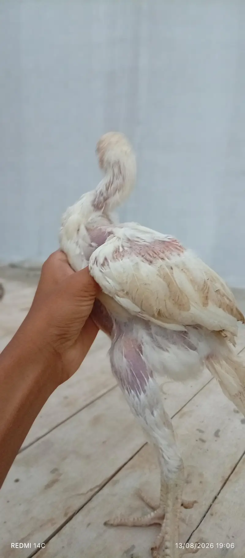 heera aseel chicks — photo 2