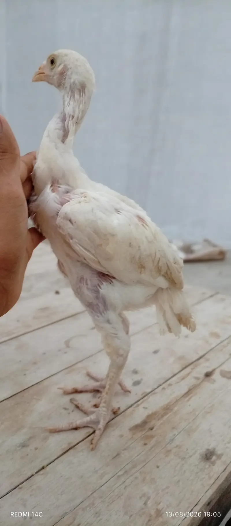 heera aseel chicks — photo 3