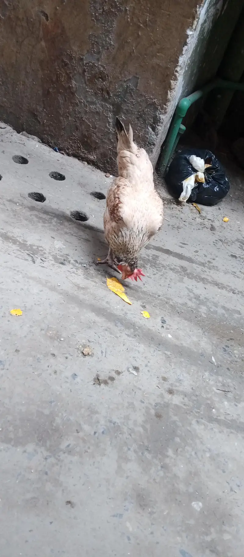 pure dasi murgi urgent sale — photo 5