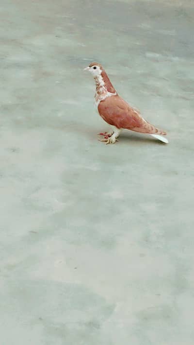 female ha