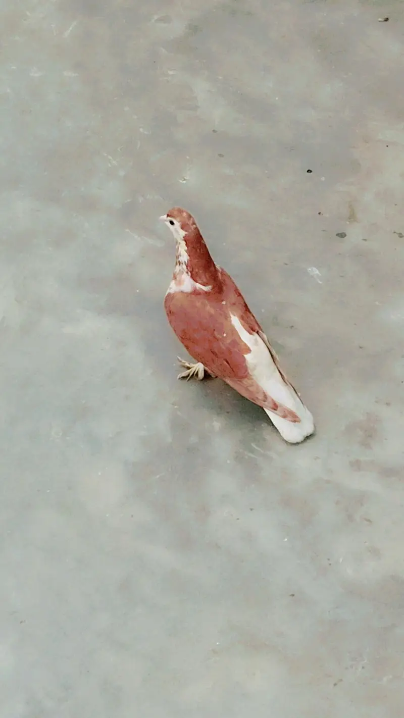 female ha — photo 2