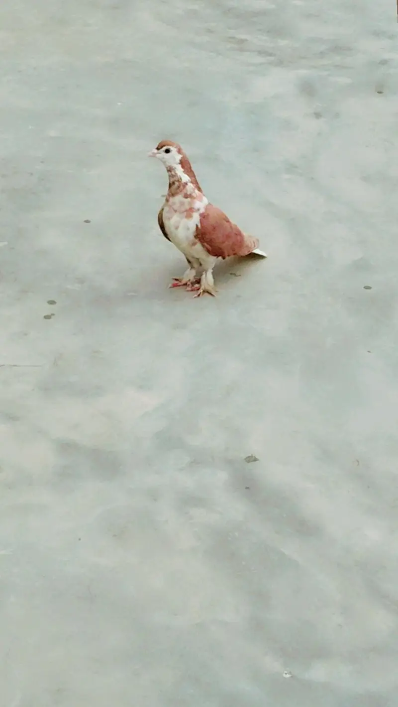 female ha — photo 3
