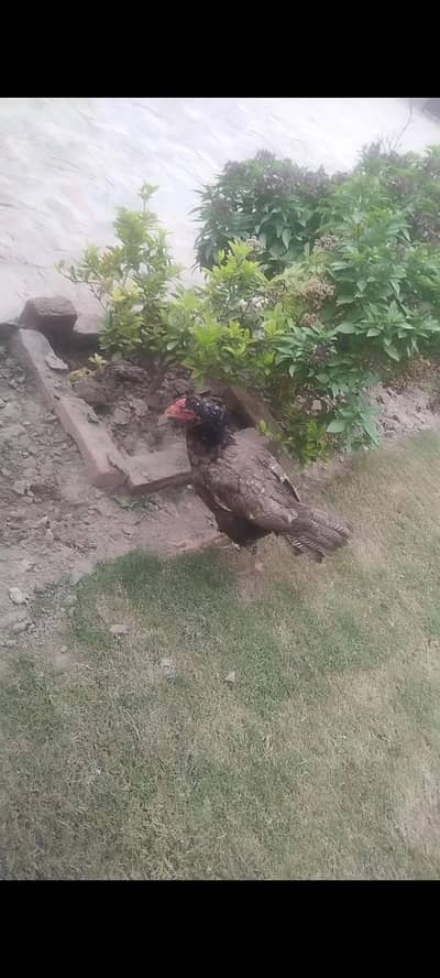 aseel Hens