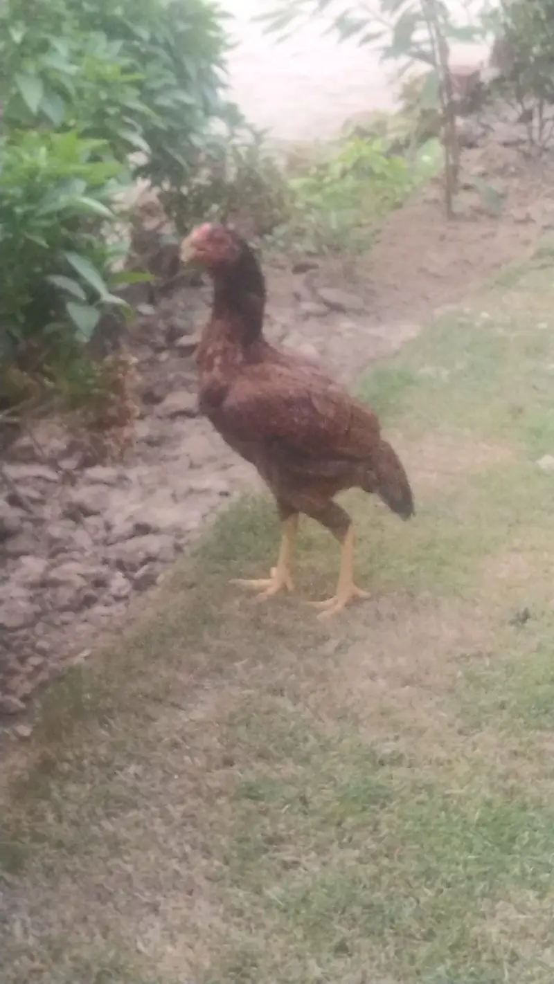 aseel Hens — photo 2