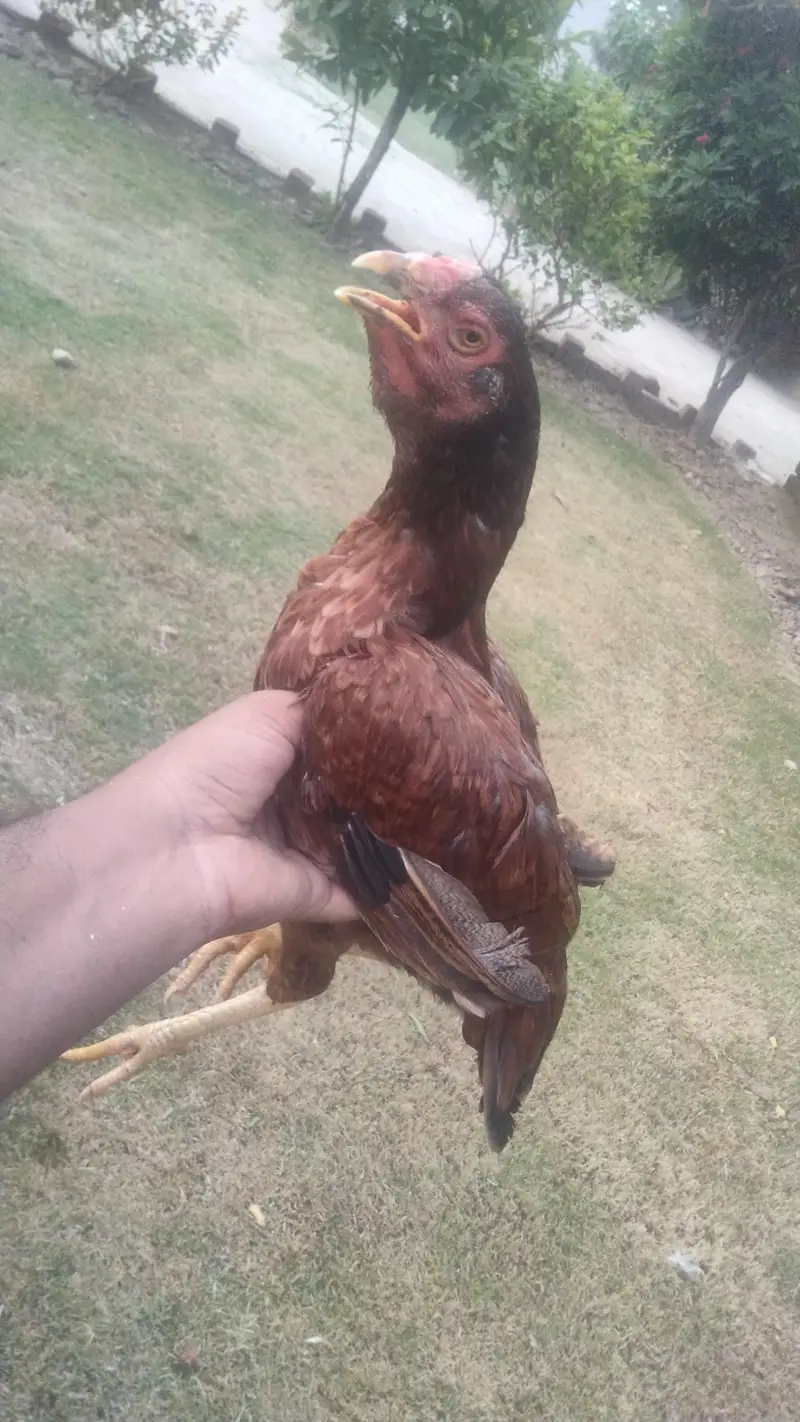 aseel Hens — photo 3