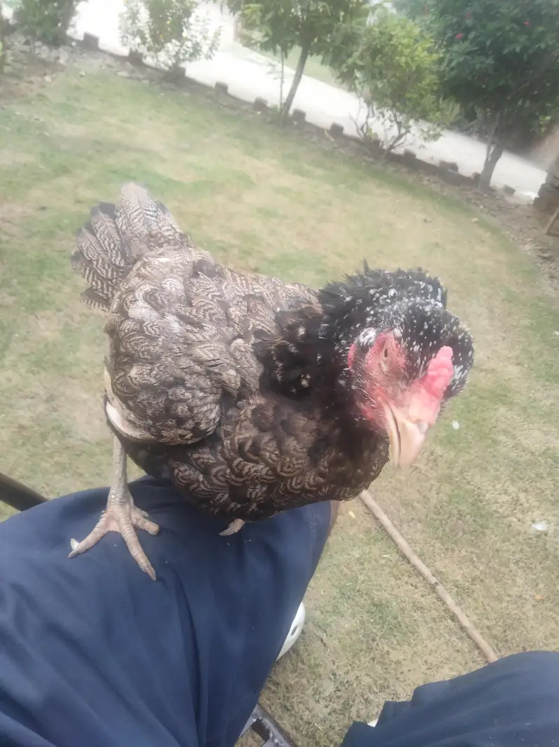 aseel Hens — photo 4