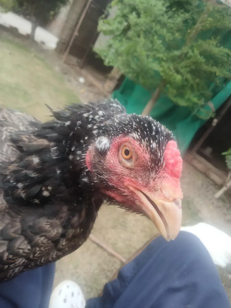 aseel Hens — photo 5