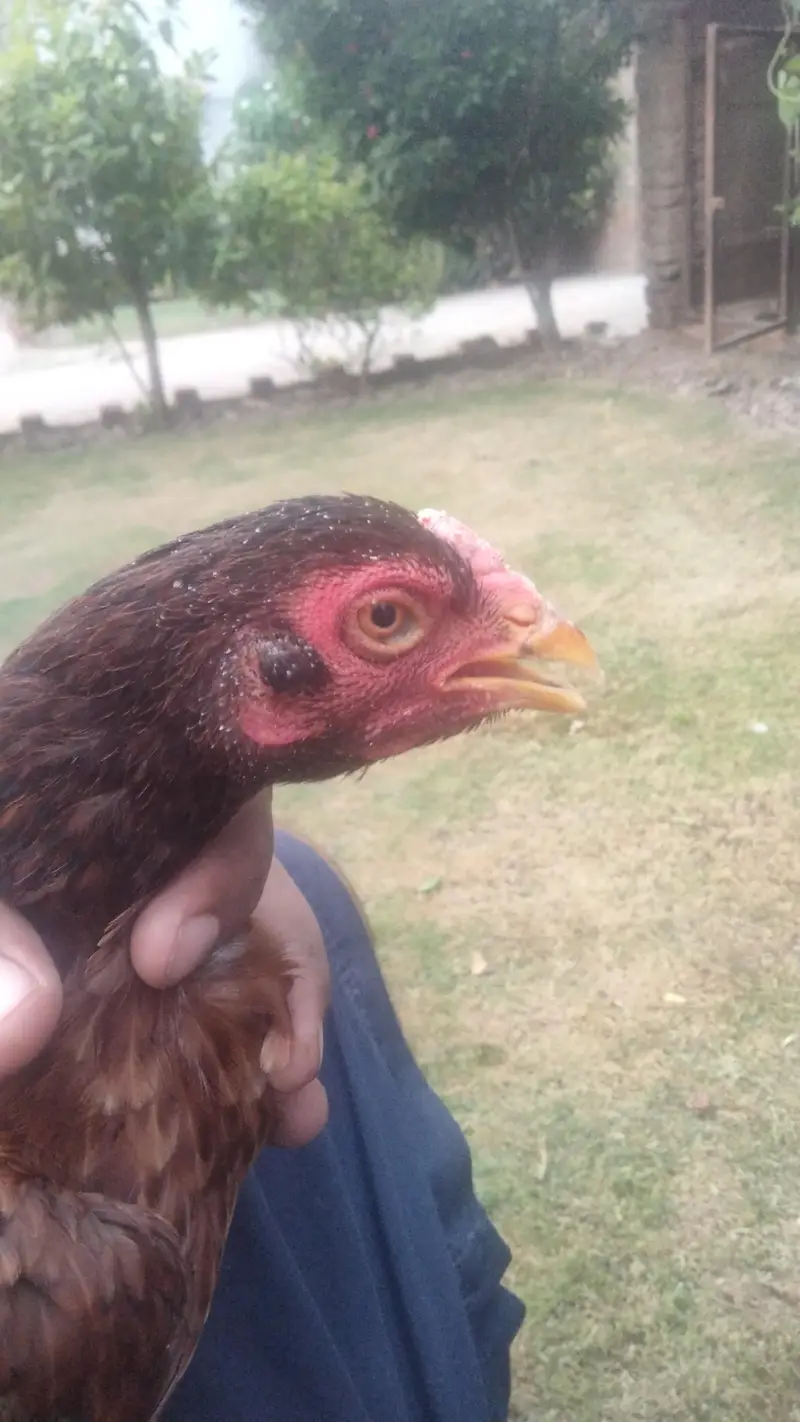 aseel Hens — photo 6