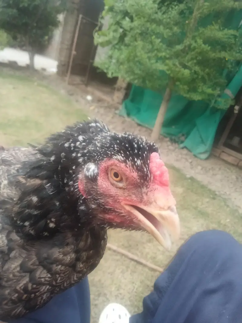 aseel Hens — photo 7