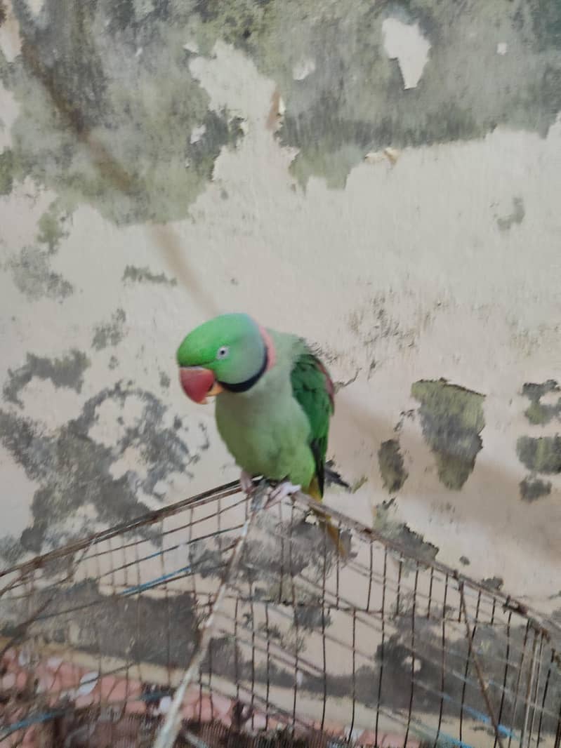 raw parrot 0