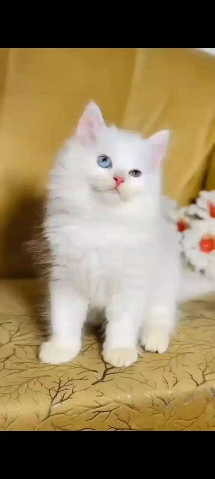 persian cat for sale — photo 2