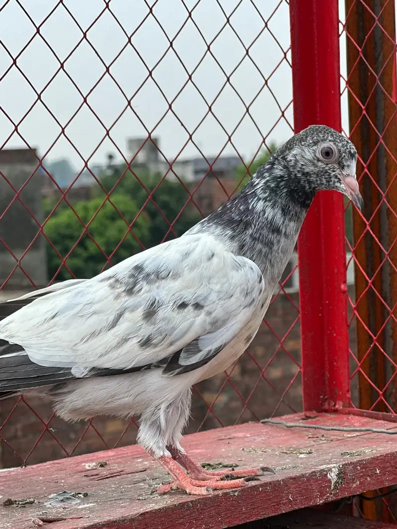 halthy and active baby — photo 12
