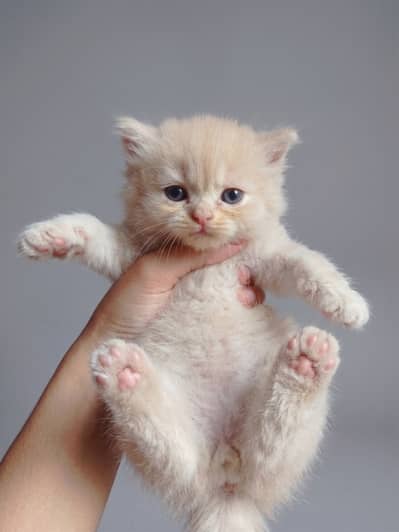 Adorable Persian Kittens for Sale | 45 Days Old | Litter Trained