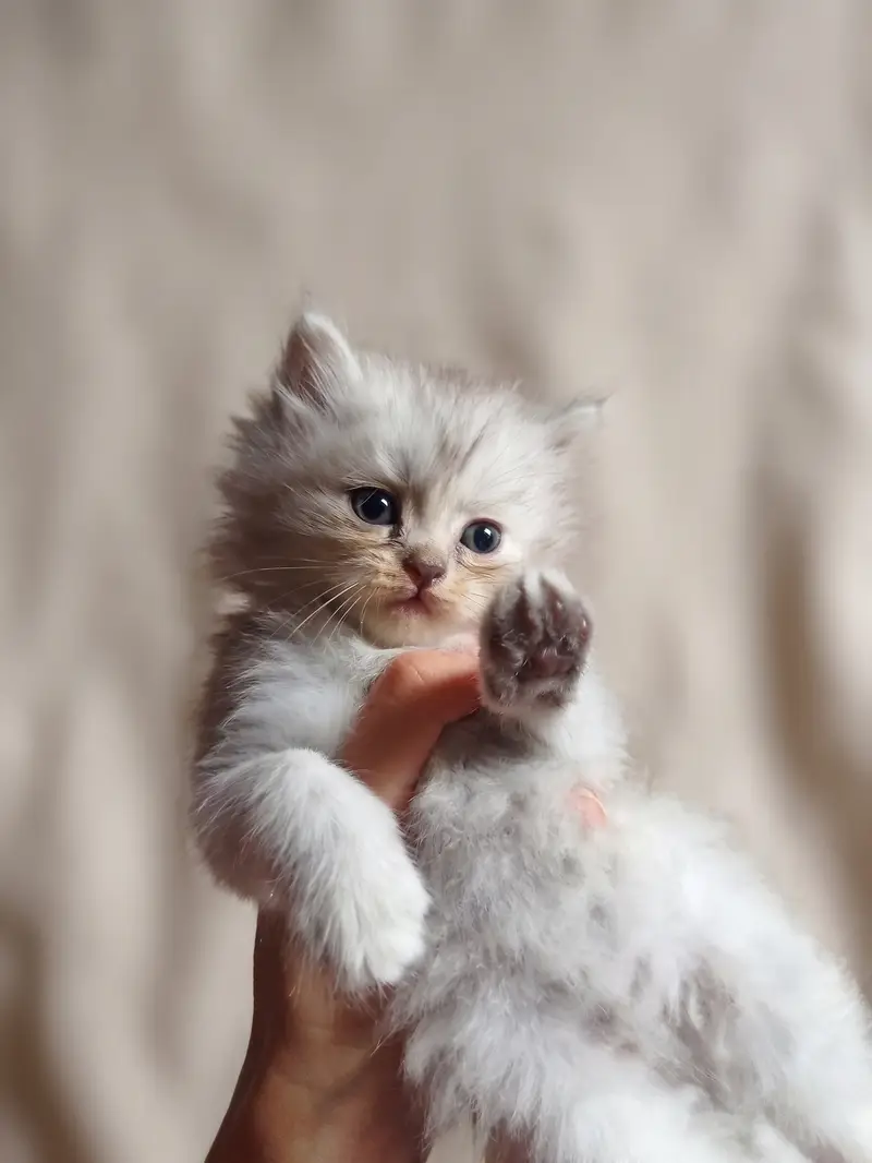 Adorable Persian Kittens for Sale | 45 Days Old | Litter Trained — photo 2