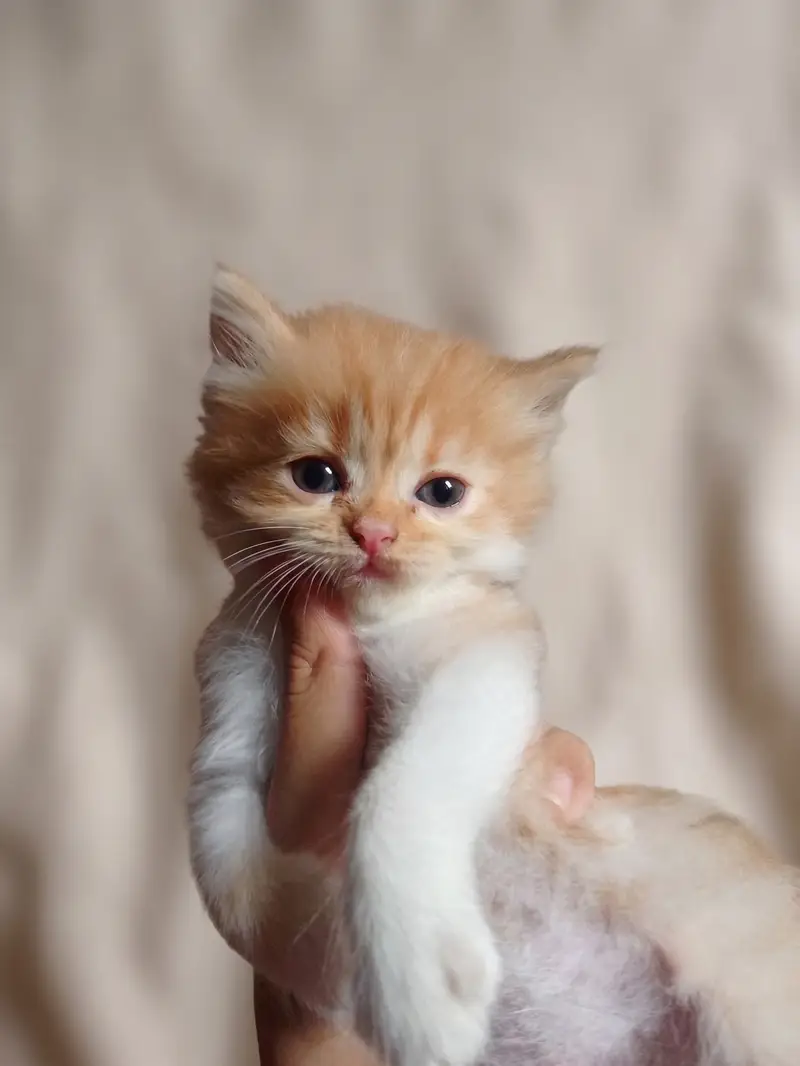 Adorable Persian Kittens for Sale | 45 Days Old | Litter Trained — photo 3