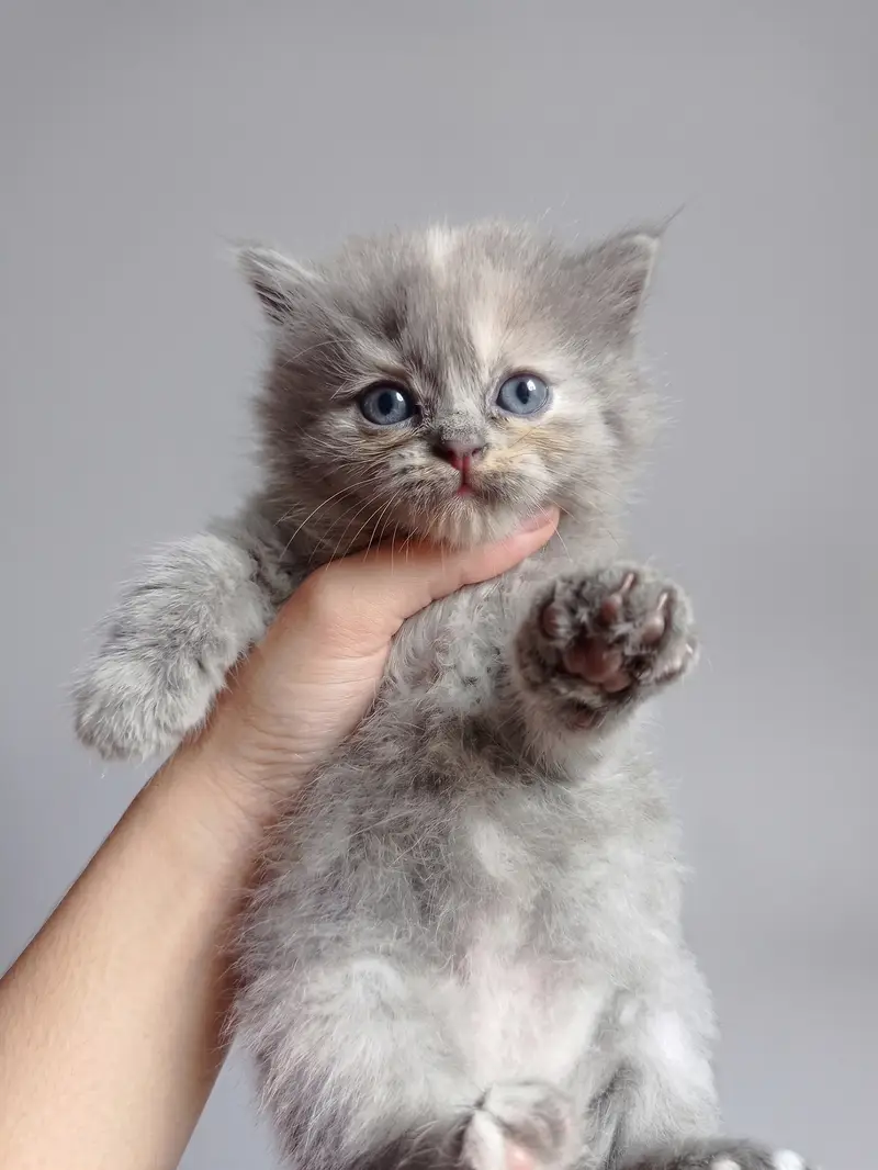 Adorable Persian Kittens for Sale | 45 Days Old | Litter Trained — photo 4