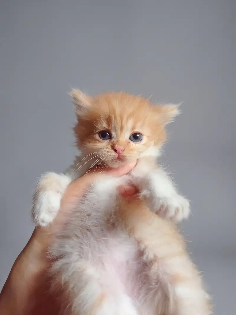 Adorable Persian Kittens for Sale | 45 Days Old | Litter Trained — photo 5